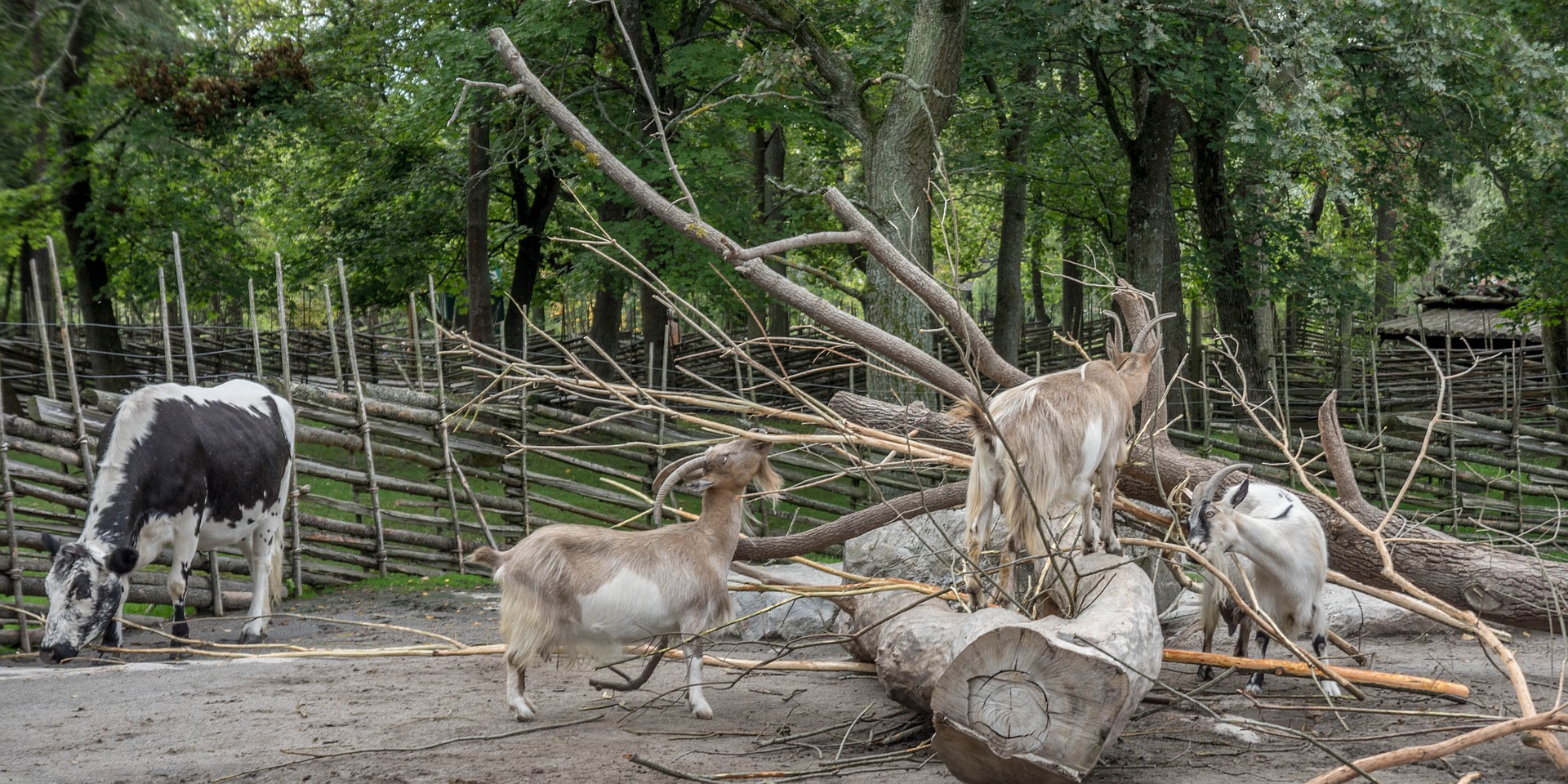 Skansen